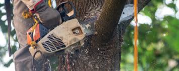 Best Tree Cabling and Bracing  in Fayette, IA