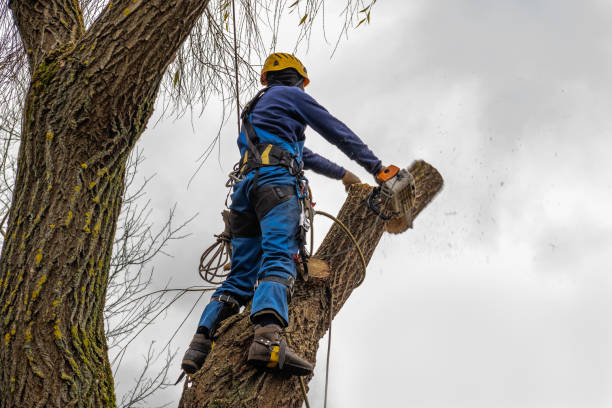 Best Tree Mulching  in Fayette, IA