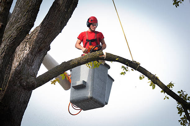 Best Tree Preservation Services  in Fayette, IA